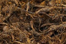 Adrue-Roots-collected