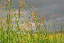 Adrue-plant-growing-wild