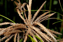 Flower-of-Adrue plant