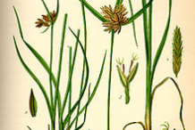 Illustration-of-Adrue-plant