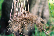 Root-of-Adrue-plant