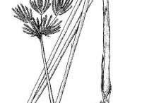 Sketch-of-Adrue-plant