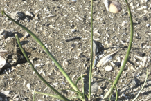 Small-Adrue-plant