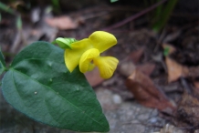 Close-up-flower-of-Adzuki-beans