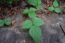 Leaves-of-Adzuki-beans