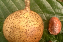 Mature-fruit-of-African-apricot