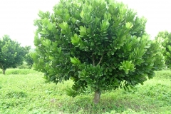 African-apricot-Tree
