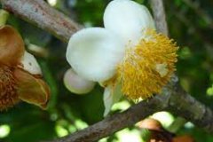 Closer-view-of-flower-of-African-apricot