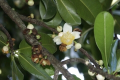 Flowers-of-African-apricot