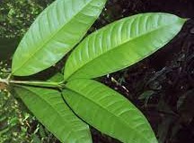 Leaves-of-African-apricot