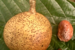 Mature-fruit-of-African-apricot