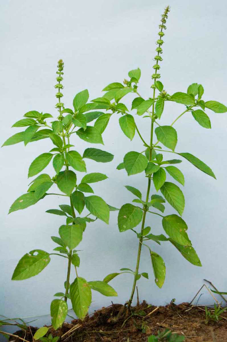 African-basil-Plant