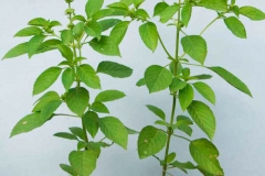 African-basil-Plant