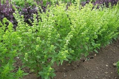African-basil-farming