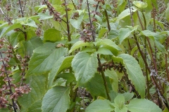 African-basil-growing-wild
