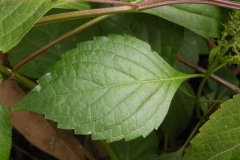 Leaves-of-African-basil