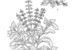 Plant-Illustration-of-African-basil