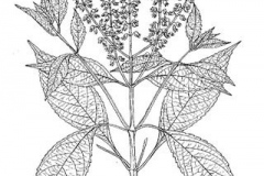 Sketch-of-African-basil
