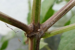 Stem-of-African-basil