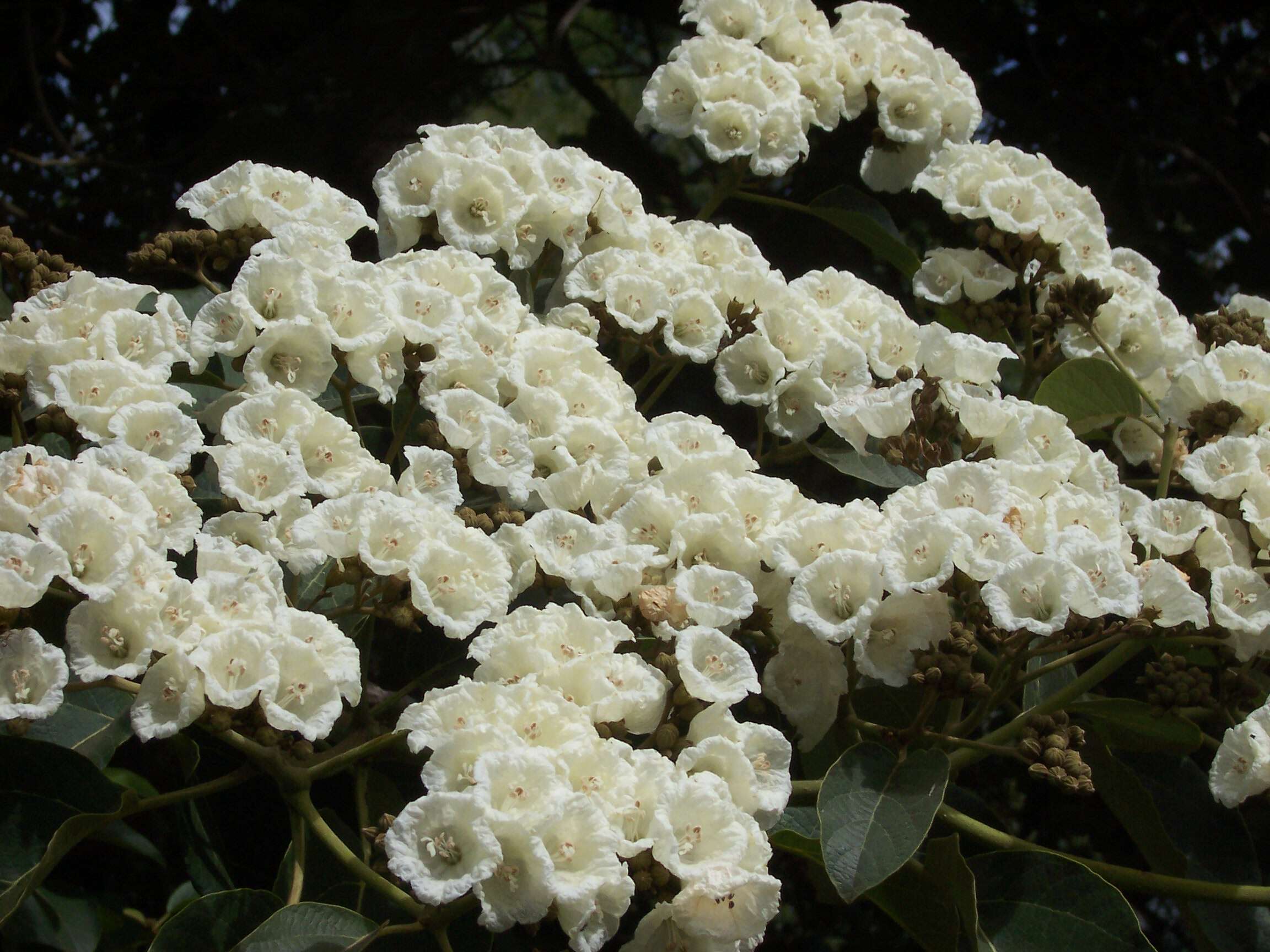 Flowers-of-African-Cordia