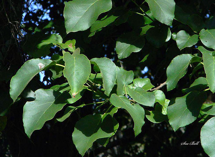 Leaves-of-African-Cordia
