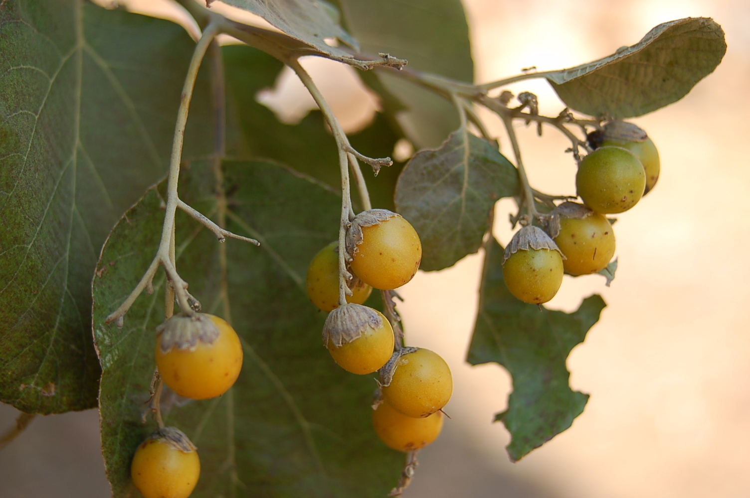 Mature-fruits-of-African-Cordia