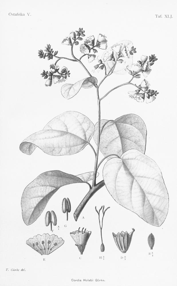 Plant-illustration-of-African-Cordia