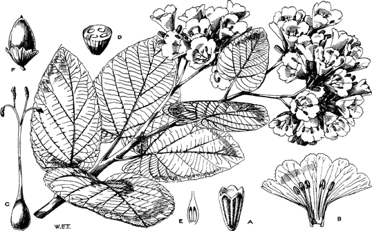 Sketch-of-African-Cordia