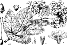 Sketch-of-African-Cordia