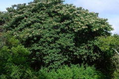 African-Cordia-Plant