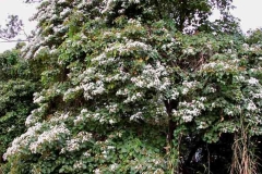 African-Cordia-plant-growing-wild