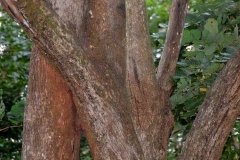 Bark-of-African-Cordia