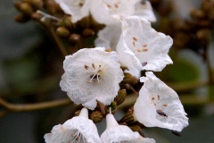 Closer-view-of-flowers-of-African-Cordia