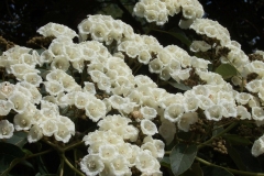 Flowers-of-African-Cordia