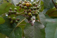 Immature-fruits-of-African-Cordia