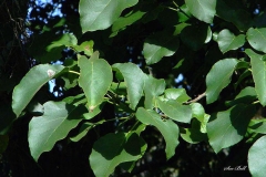 Leaves-of-African-Cordia