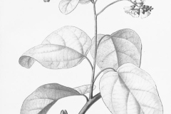 Plant-illustration-of-African-Cordia