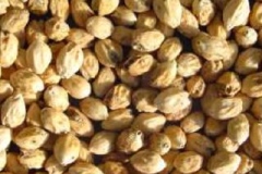 Seeds-of-African-Cordia