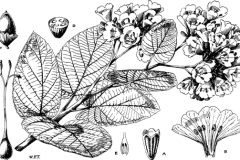 Sketch-of-African-Cordia