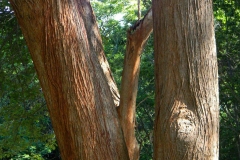 Trunk-of-African-Cordia