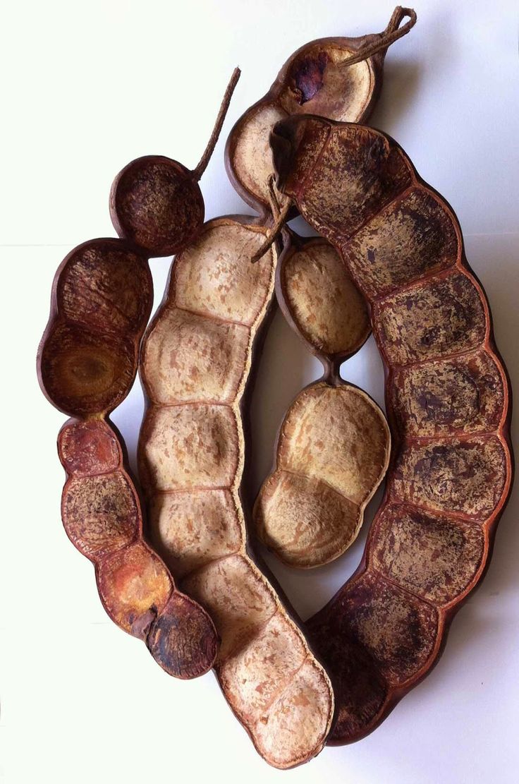 Mature-fruits-of-African-dream-bean