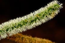 Flower-Spike of African dream bean
