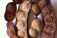 Mature-fruits-of-African-dream-bean