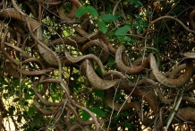 Twisted-trunks of African dream bean