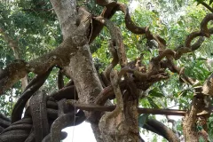 African-dream-bean-tree