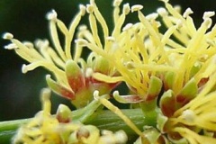 Closer-view-of-flower-of-African-dream-bean