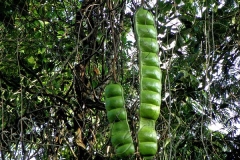 Immature-fruits of African dream bean
