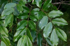 Leaves of African dream bean