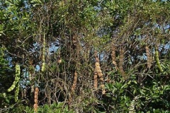 African dream bean Plant-growing-wild