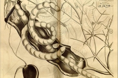 Plant-illustration-of-African-dream-bean
